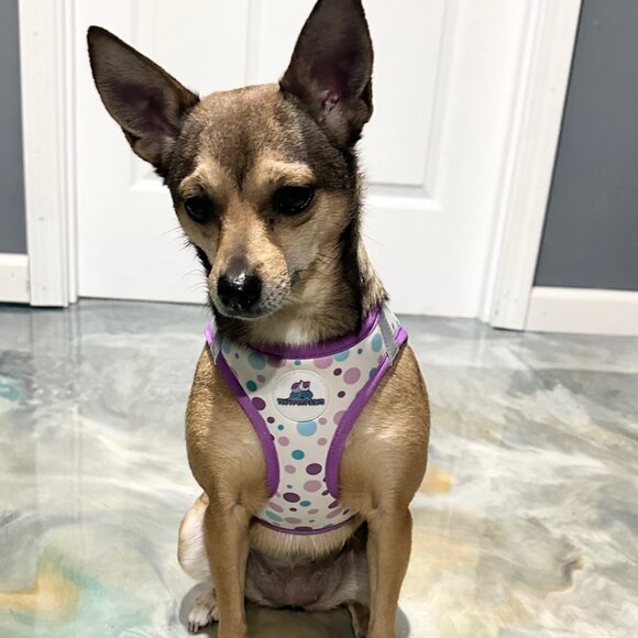 NEW Purple Pet Harness Set | XS–XL | Fast 24-Hour Shipping | Jazzy Pet Paws - Picture 6 of 10